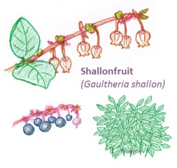 Shallonfruit